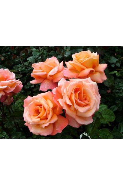 Троянда чайно-гібридна Бірді з помаранчево-рожевими квітами